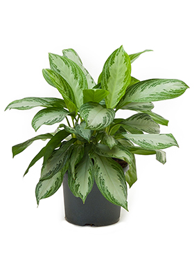 Aglaonema Silver Bay (Malakanvehka) 60-70 cm