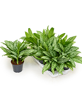 Aglaonema Silver Queen (Malakanvehka) 40 cm