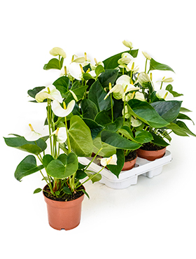 Anthurium And. Sierra (Flamingonkukka) 40-50 cm