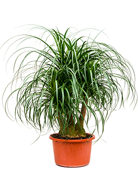 Beaucarnea Recurvata (Pullojukka) haarautunut 60-70 cm