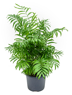Chamaedorea Elegans (Vuoripalmu) 50 cm