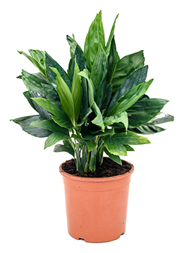 Chamaedorea Metalica (Vuoripalmu) 60 cm