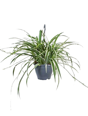 Chlorophytum Variegatum (Rönsylilja) 60 cm