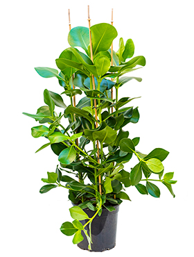 Clusia Rosea (Valefiikus) 120-140 cm