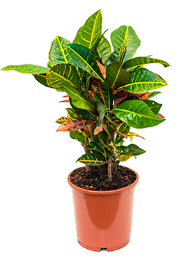 Croton (codiaeum) petra (Ihmepensas) 60cm