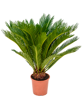 Cycas Revoluta (Käpypalmu) 70cm