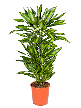 Dracaena cintho (Tuoksutraakkipuu) 140-150 cm