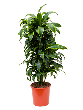 Dracaena dorado (Traakkipuu) haarautunut 120-140 cm