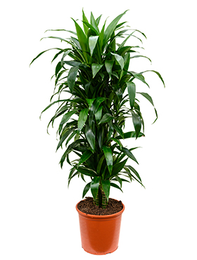 Dracaena Janet Craig (Traakkipuu) haarautunut 120-160 cm