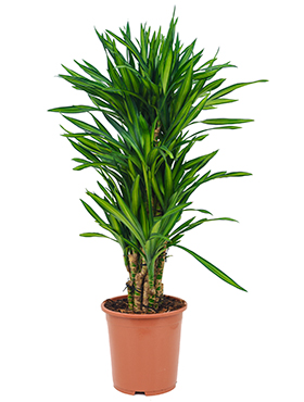 Dracaena Riki (Juovatraakkipuu) haarautunut 120-140 cm
