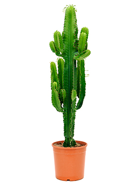 Euphorbia Erytrea (Pylvästraakkipuu) 90-120 cm