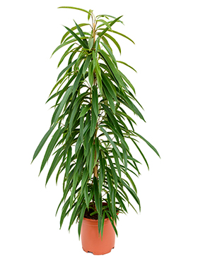 Ficus Alii (Pitkälehtiviikuna) 150-160 cm