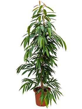 Ficus Amstel King (Pitkälehtiviikuna) 150-160 cm