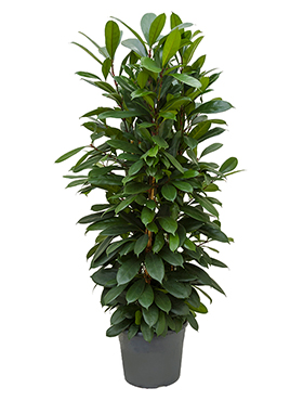 Ficus Cyathistipula (Korvakeviikuna) 150-170 cm