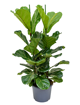 Ficus Lyrata (Lyyraviikuna) 140-150 cm