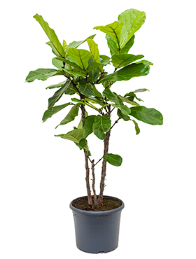 Ficus Lyrata (Lyyraviikuna) haarautunut 120 cm