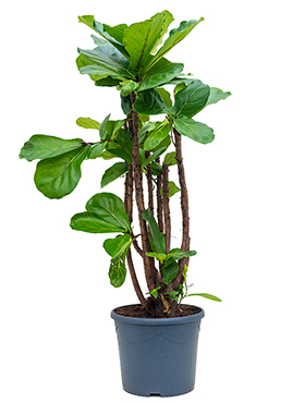 Ficus Lyrata (Lyyraviikuna) haarautunut 140 cm