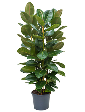 Ficus Robusta (Kumipuu) 150-160 cm