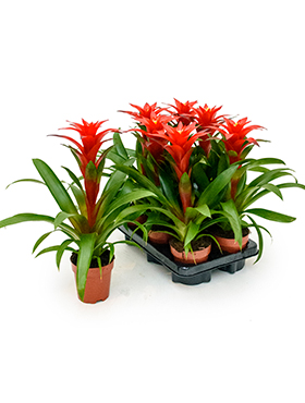 Guzmania Calypso (Timanttiananas) 40-50 cm