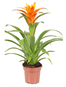 Guzmania Jive (Timanttiananas) 40-50 cm