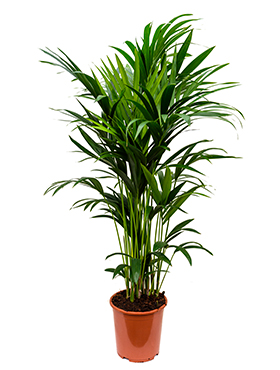 Kentia (Howea) Forsteriana (Kentiapalmu) 170-180 cm