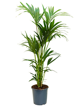 Kentia (Howea) Forsteriana (Kentiapalmu) 150-160 cm