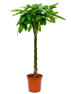 Pachira Aquatica (Sutipuu) 150-160 cm