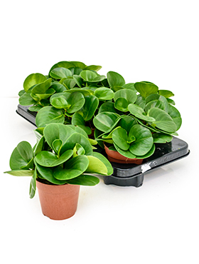 Peperomia Obtusifolia (Muorinkukka) 30 cm