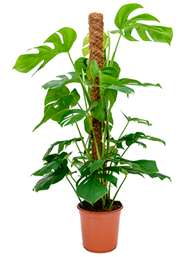 Philodendron Pertusem (Monstera) (Peikonlehti) 140-150cm