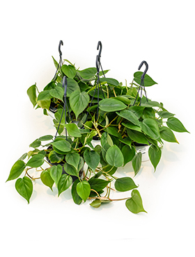Philodendron Scandens (Köynnösvehka) 40-50 cm