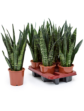 Sansevieria Coral Black (Anopinkieli) 40-60 cm