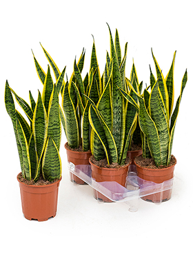 Sansevieria Laurentii (Anopinkieli) 40-60 cm