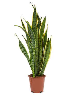 Sansevieria Laurentii (Anopinkieli) 70-90 cm
