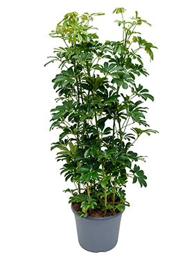 Schefflera Arboricola (Liuska-aralia) 150-160 cm