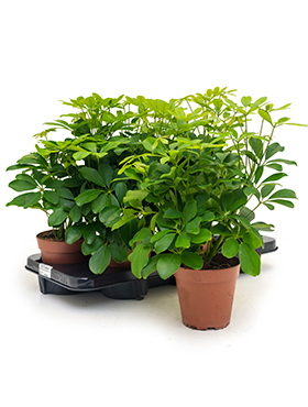Schefflera Arboricola Nora (Siroliuska-aralia) 30-40 cm