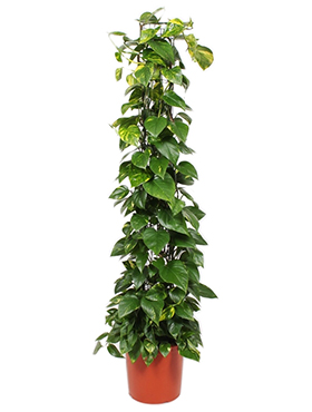 Scindapsus (Epipremnum) Aureum (Kultaköynnös) 160-180 cm