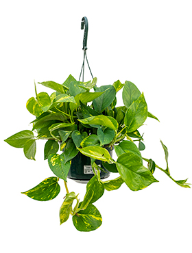 Scindapsus (Epipremnum) Aureum (Kultaköynnös) 40-50 cm