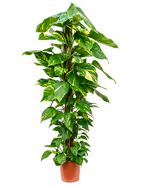 Scindapsus (Epipremnum) Aureum (Kultaköynnös sammalkepissä) 160-180 cm