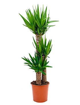 Yucca Elephantipes (Jukkapalmu) 140-150 cm
