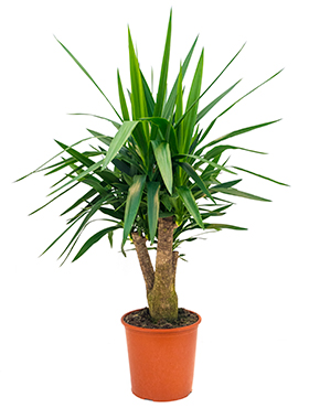 Yucca Elephantipes (Jukkapalmu) 110-120 cm