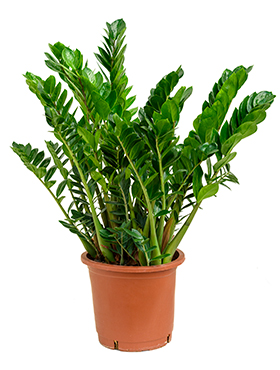 Zamioculcas Zamiifolia (Palmuvehka) 100-110 cm