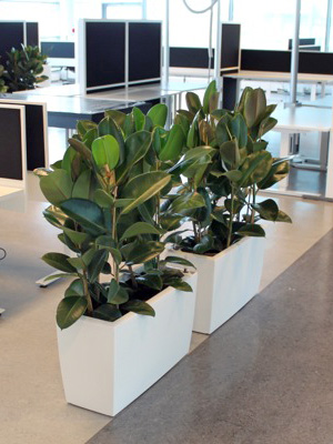 Ficus Robusta